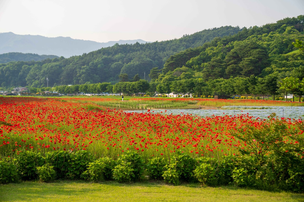함양 상림공원