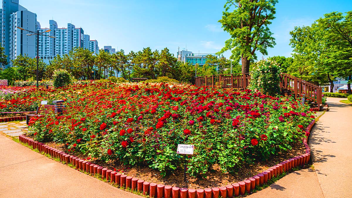 화명장미원 장미꽃밭