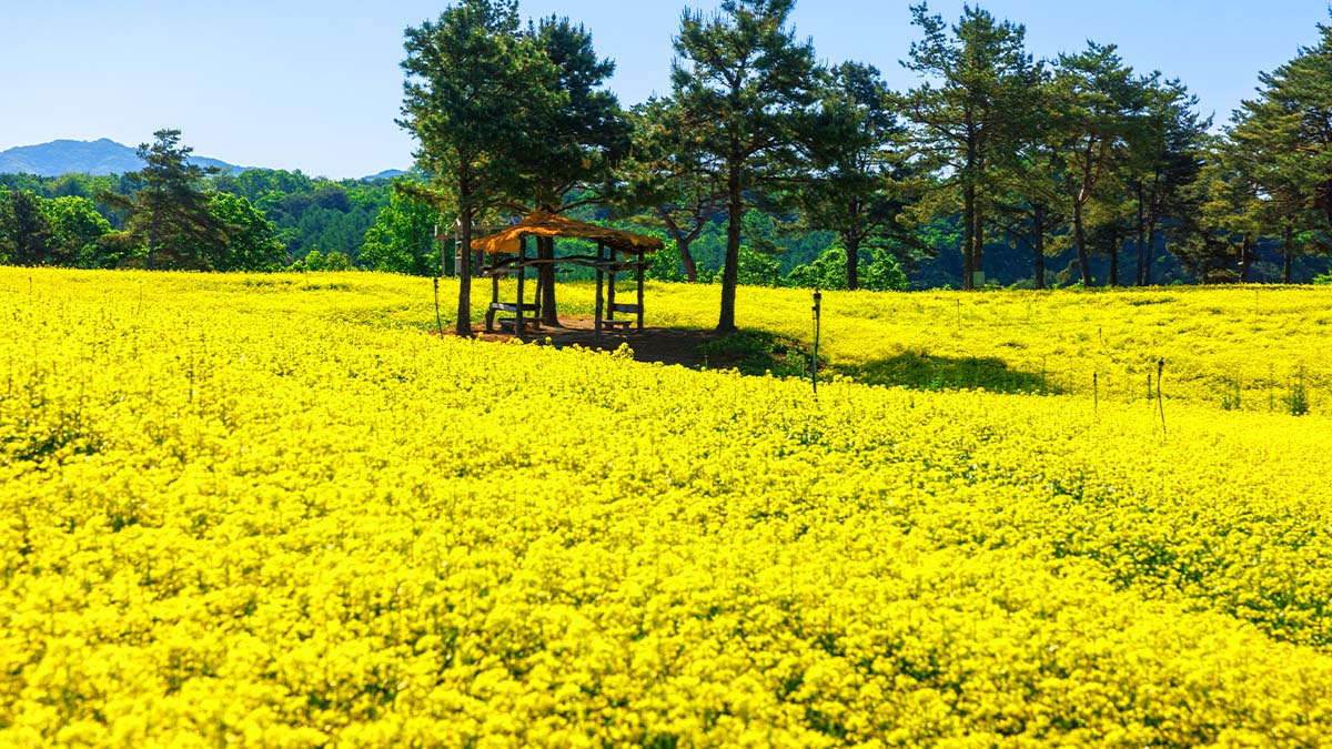 고석정 유채꽃밭