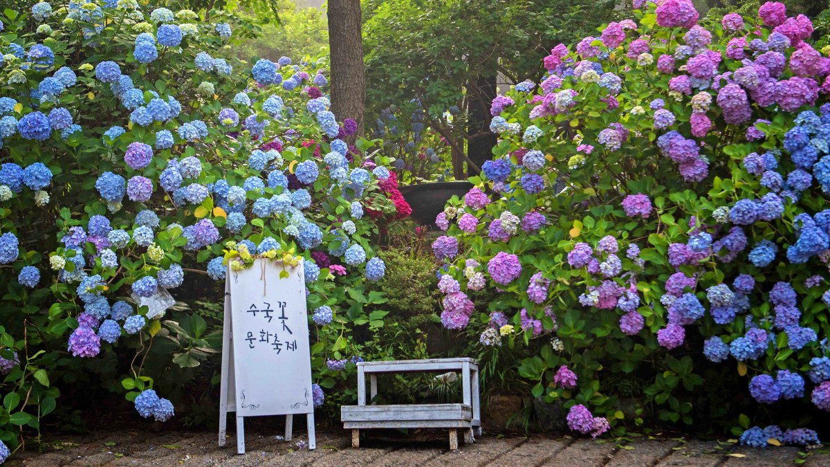 부산 영도 태종사 수국