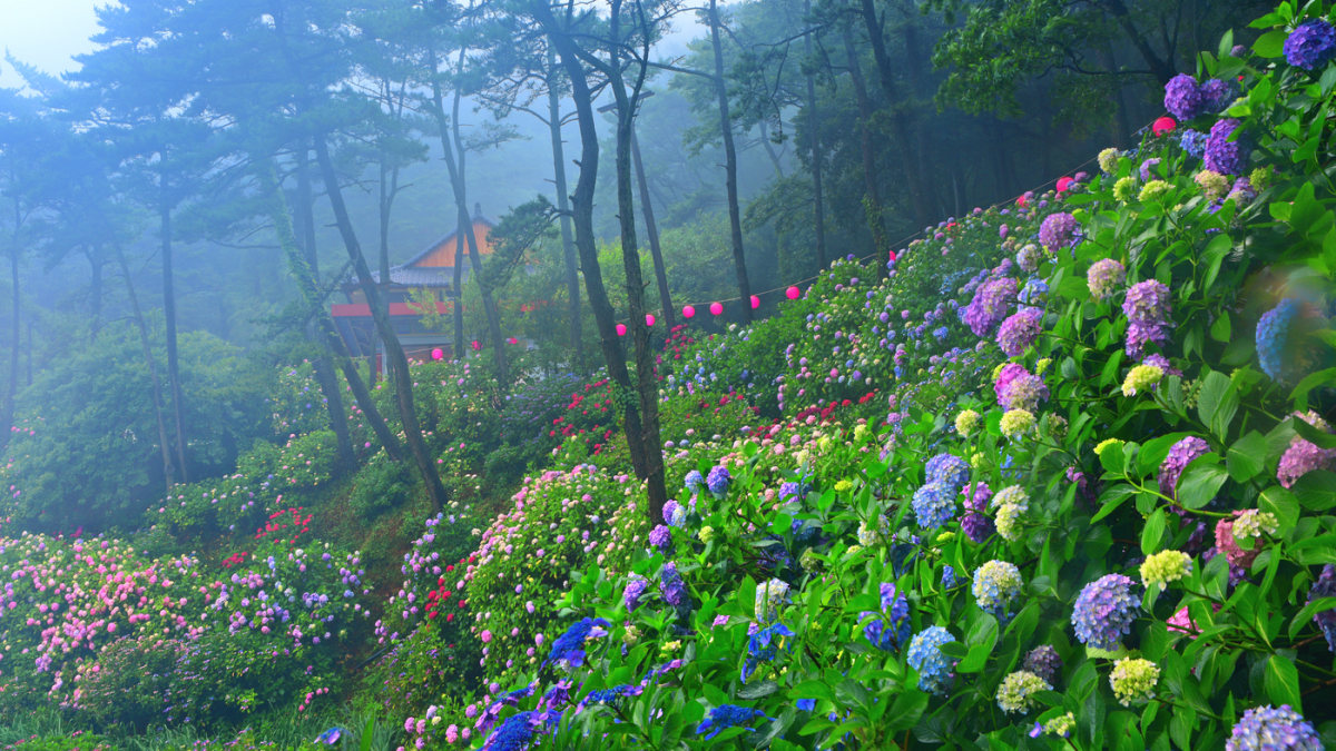 부산 영도 태종사 수국 군락지