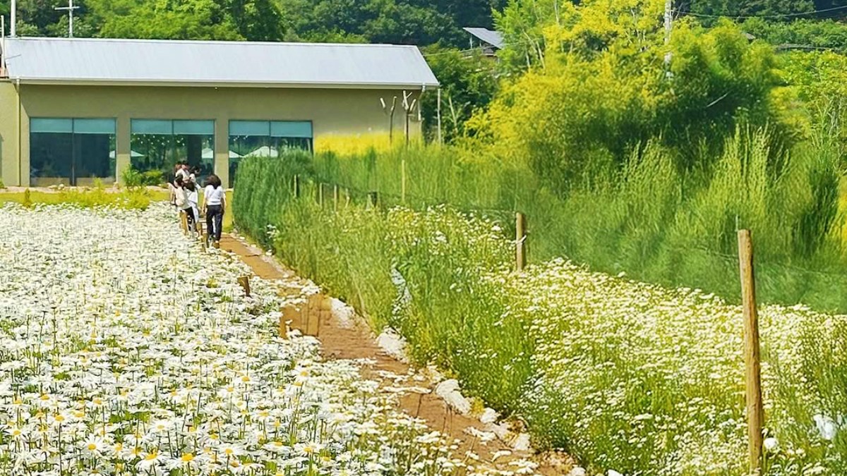 카페 지새울 데이지 꽃길