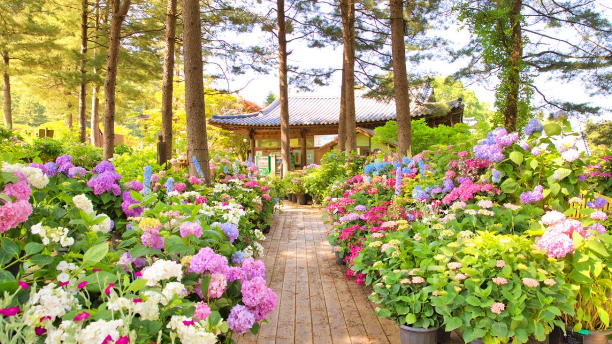 아침고요수목원 수국 꽃길