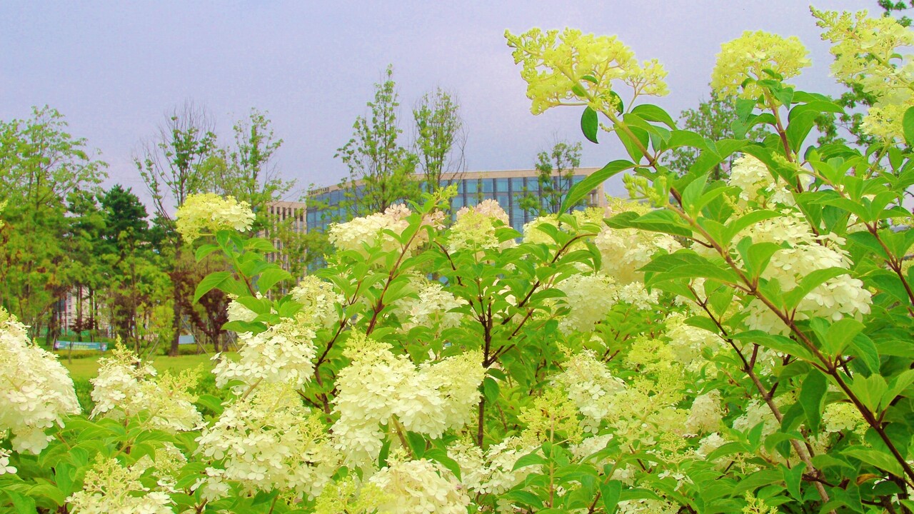 서울식물원 수국