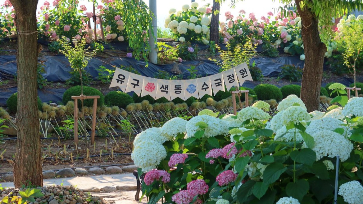 공주 유구 색동수국정원 수국축제