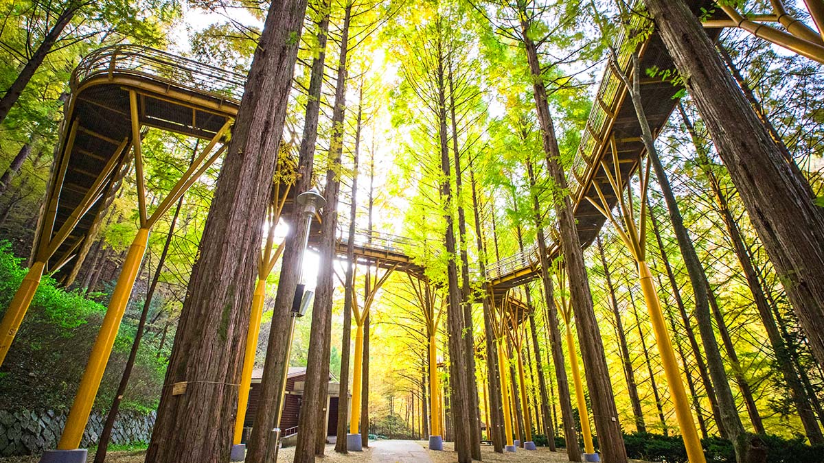 무료로 걷는 메타세쿼이아 숲길, 장태산자연휴양림 여행