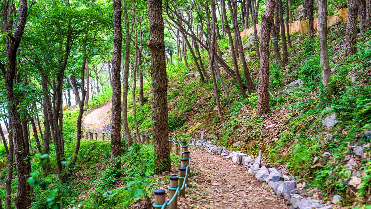 약산 해안치유의숲 치유숲길