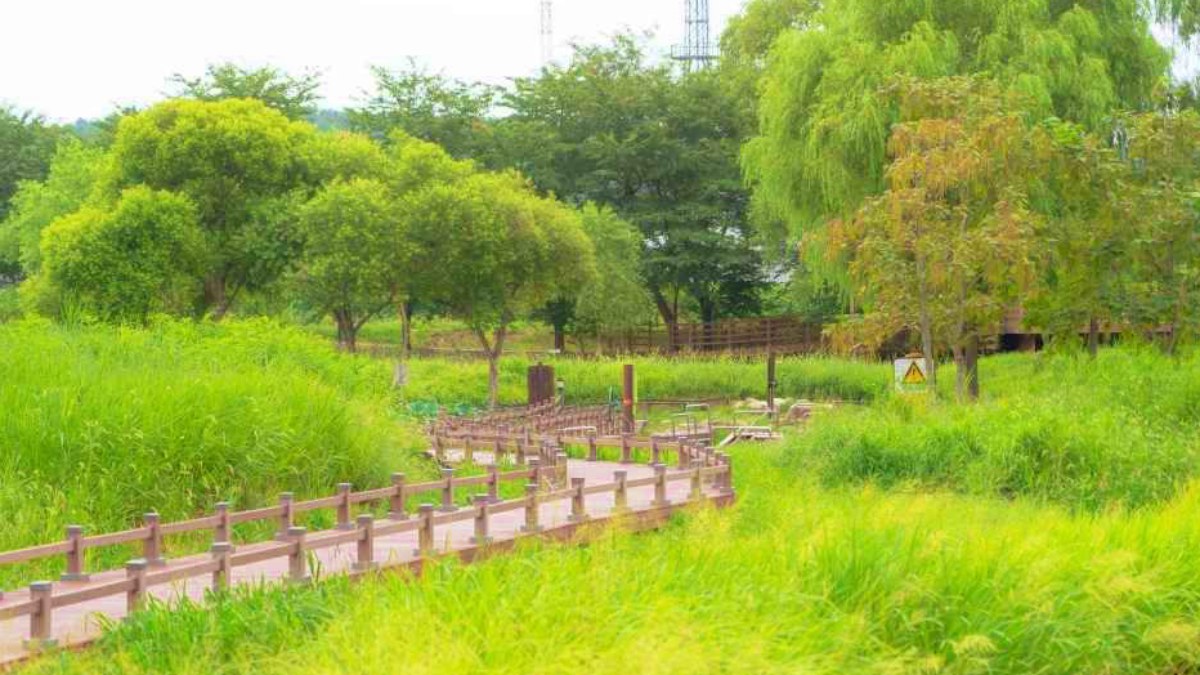 경포가시연습지 산책로 / 사진=한국관광콘텐츠랩
