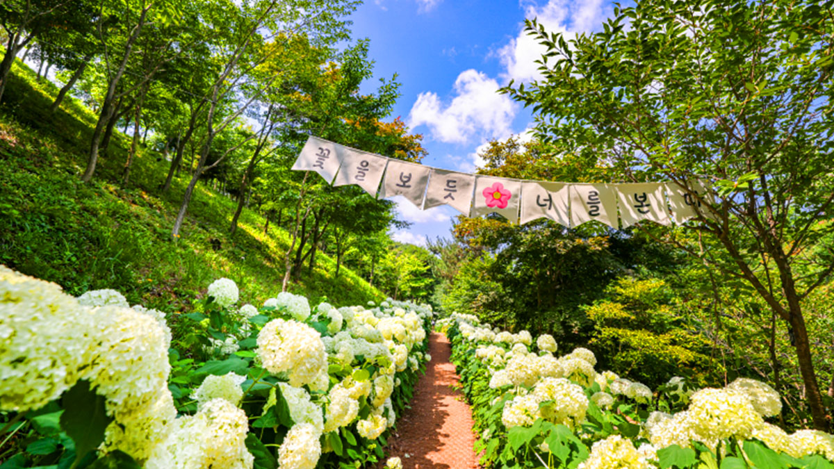 삼선산수목원 수국길