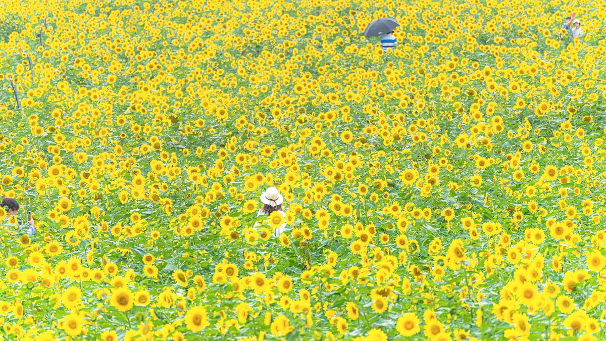 태백해바라기축제 해바라기 군락