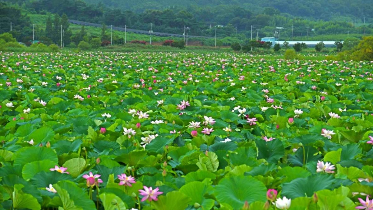 나주 우습제 풍경 / 사진=한국관광콘텐츠랩