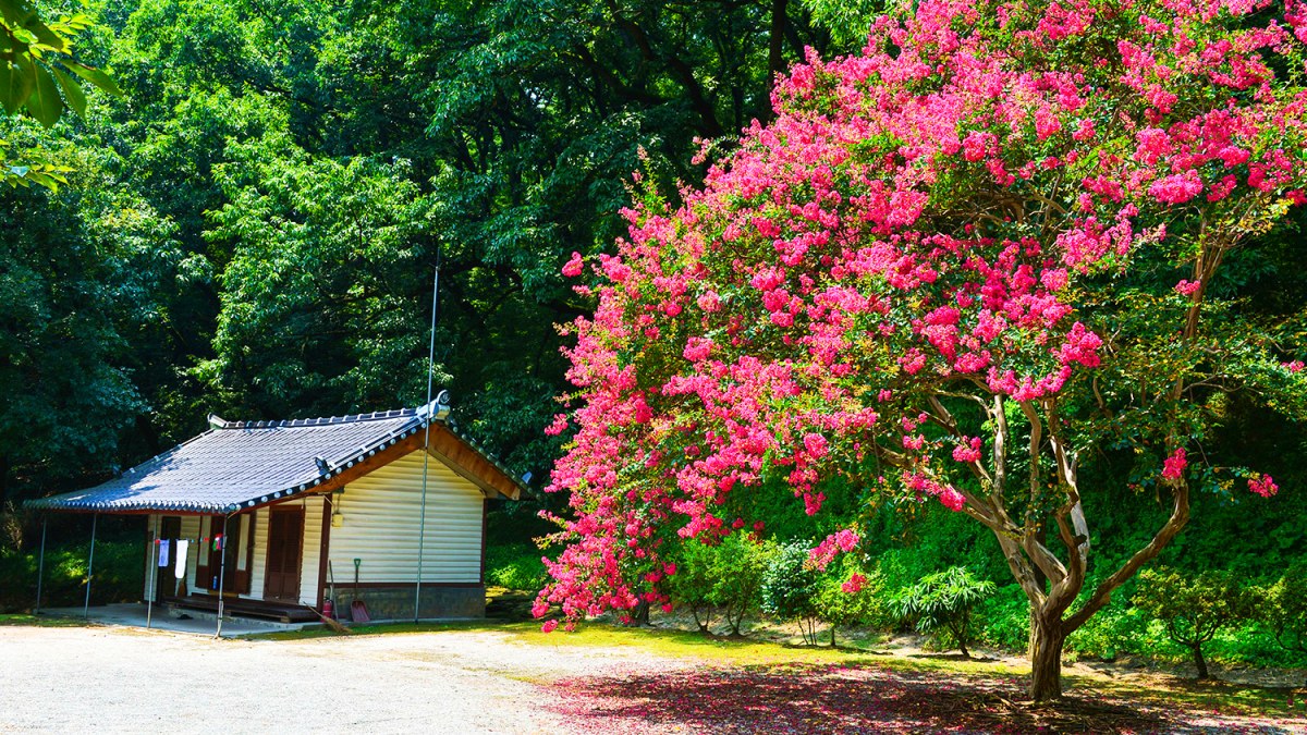 논산 보명사 배롱나무 / 사진=논산시청