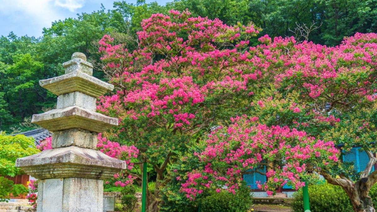 반야사 배롱나무 / 사진=한국관광콘텐츠랩