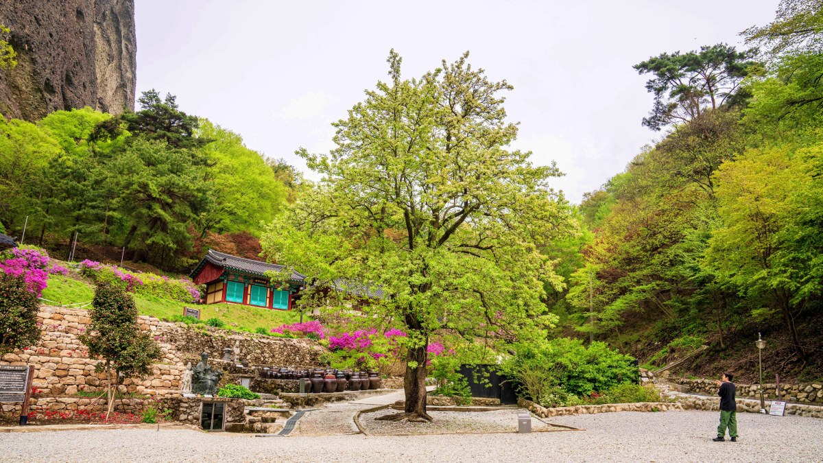 은수사 청실배나무 / 사진=한국관광공사 김지호