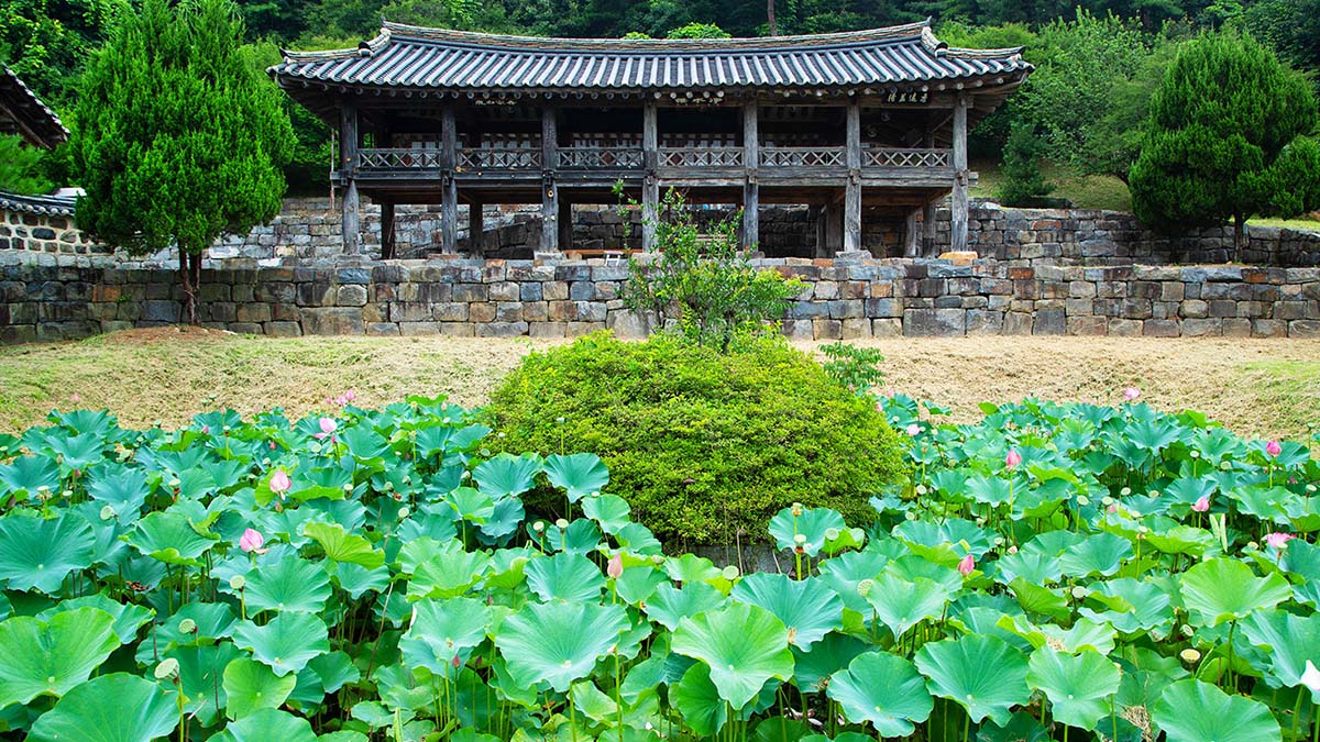 종학당 연꽃