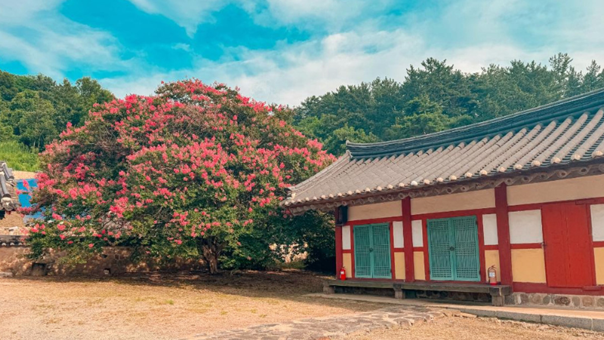 충곡서원 여름꽃