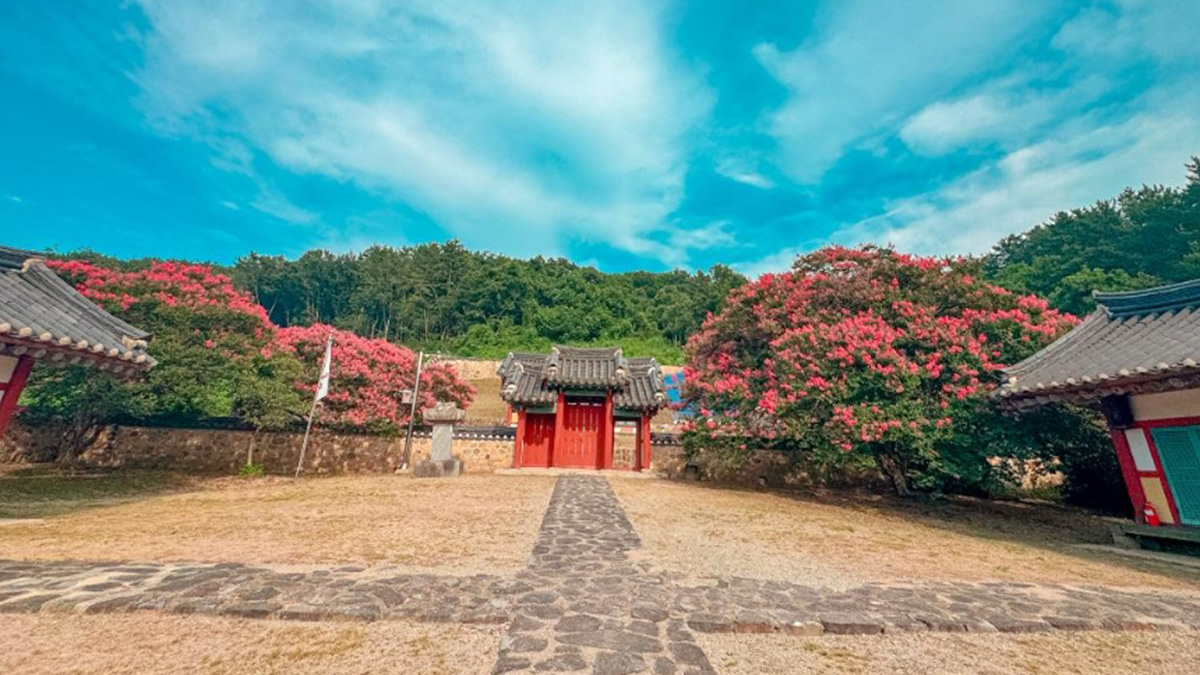 충곡서원 배롱나무길