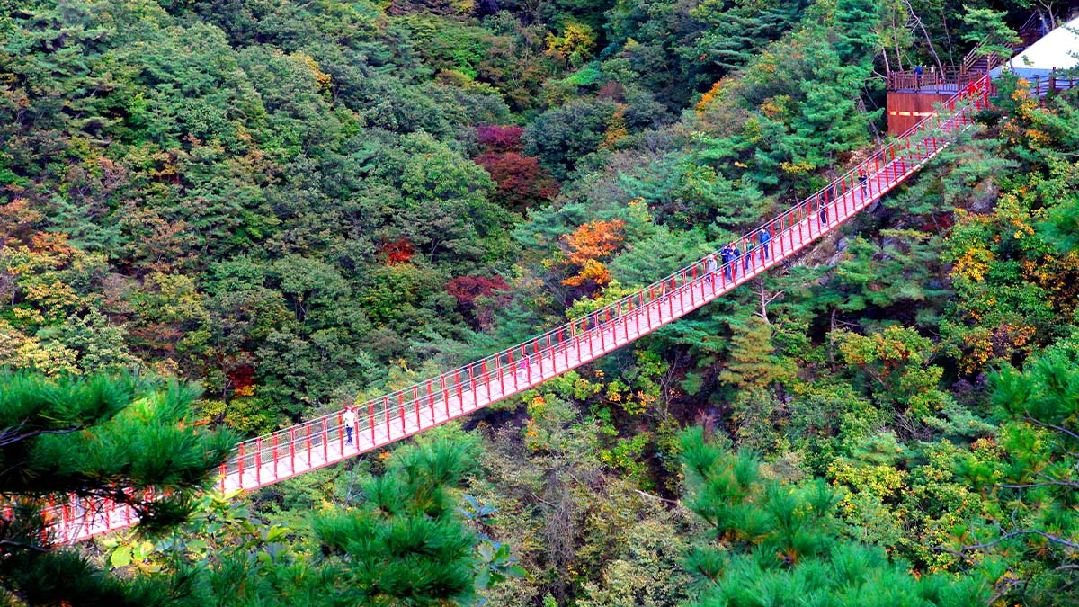 감악산 출렁다리 숲 풍경