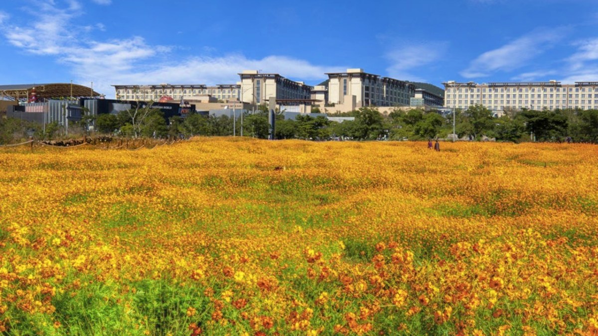 제주신화월드 신화가든, 노을을 품은 대규모 코스모스 정원