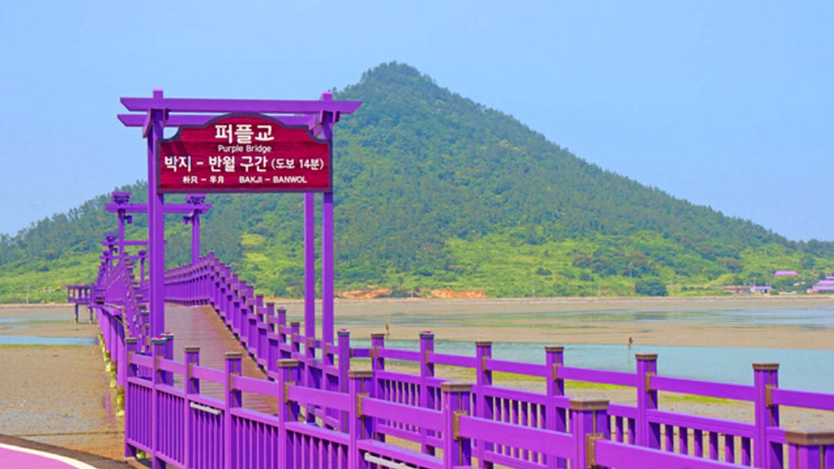 박지도 만월도 구간 퍼플교