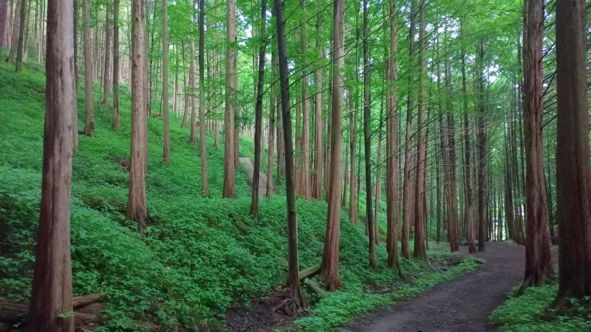 옥천 화인산림욕장 산책로 / 사진=화인산림욕장