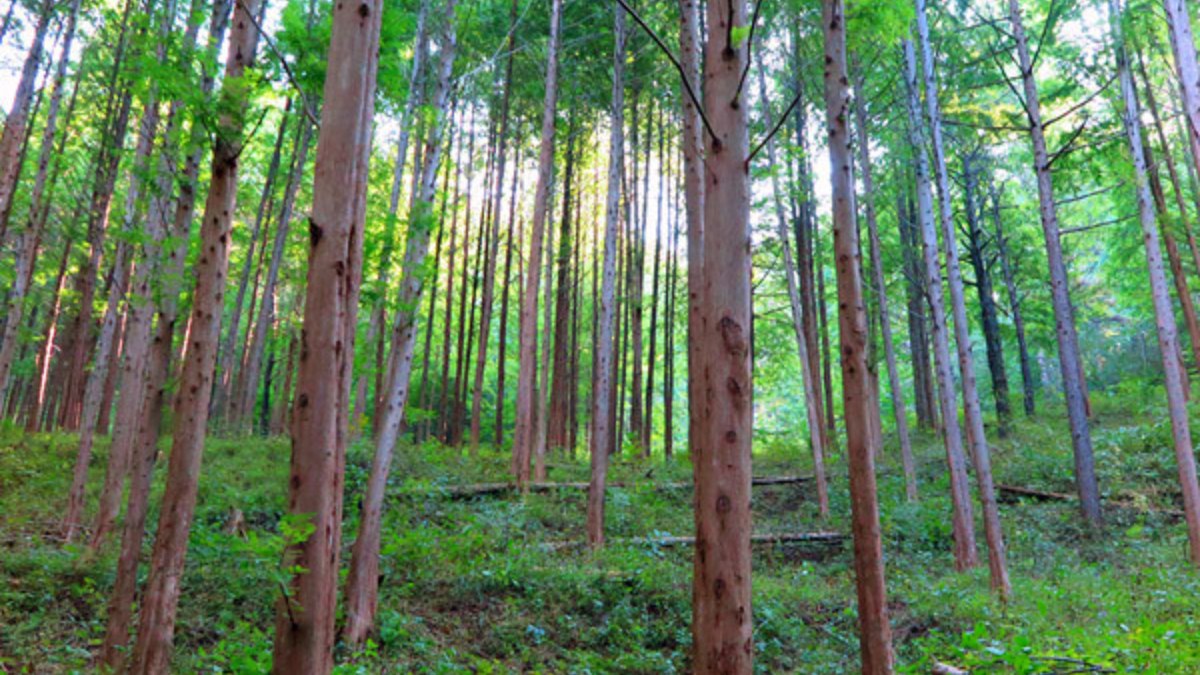 옥천 화인산림욕장 풍경 / 사진=화인산림욕장