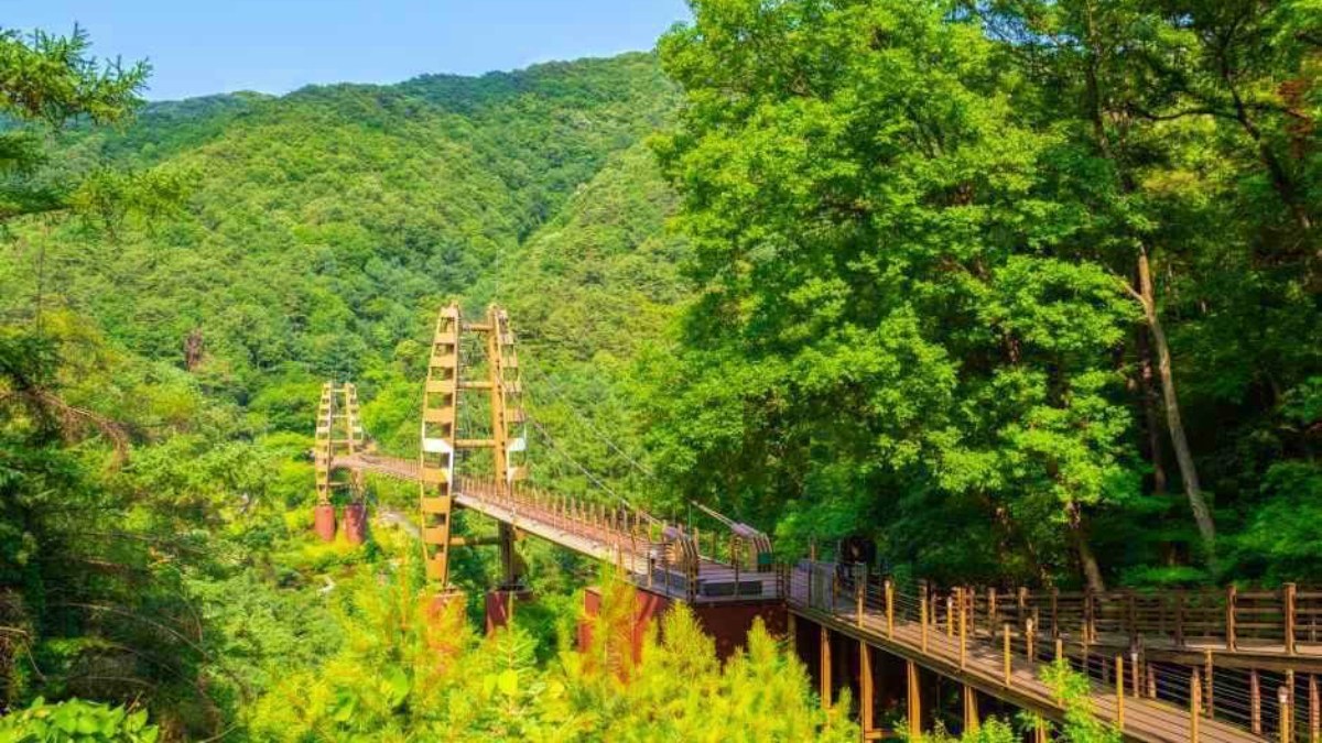 증평 좌구산 명상구름다리 모습 / 사진=한국관광콘텐츠랩