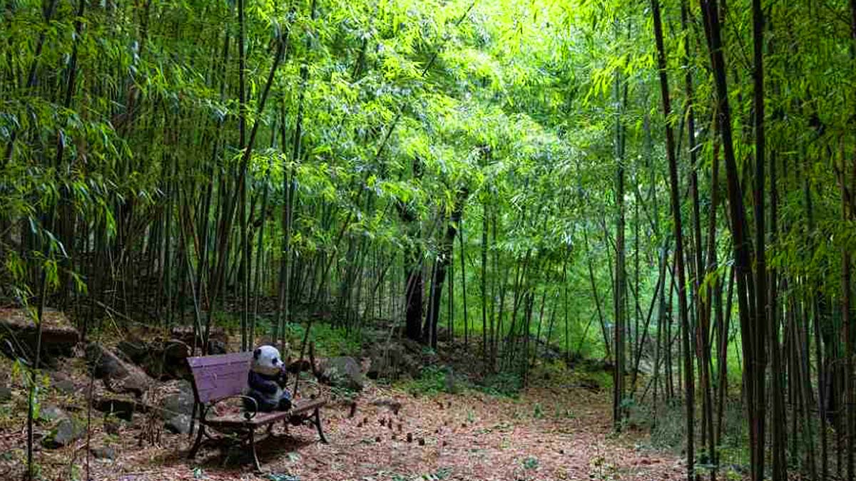 대나무숲 / 사진=한국관광콘텐츠랩