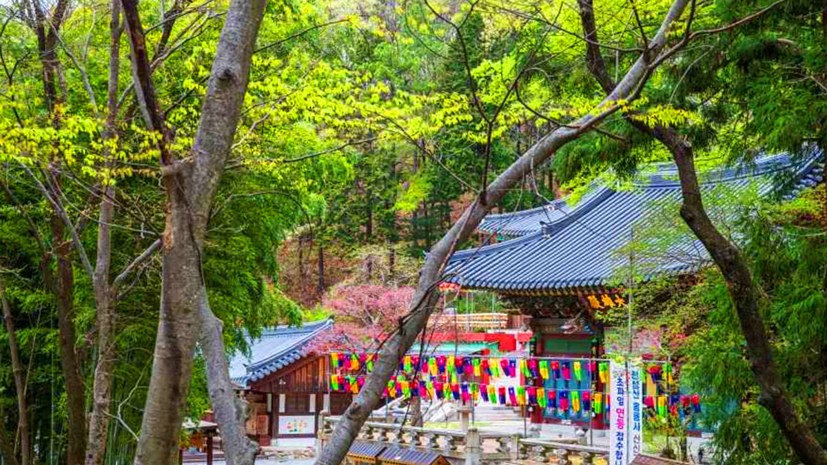 홍룡사