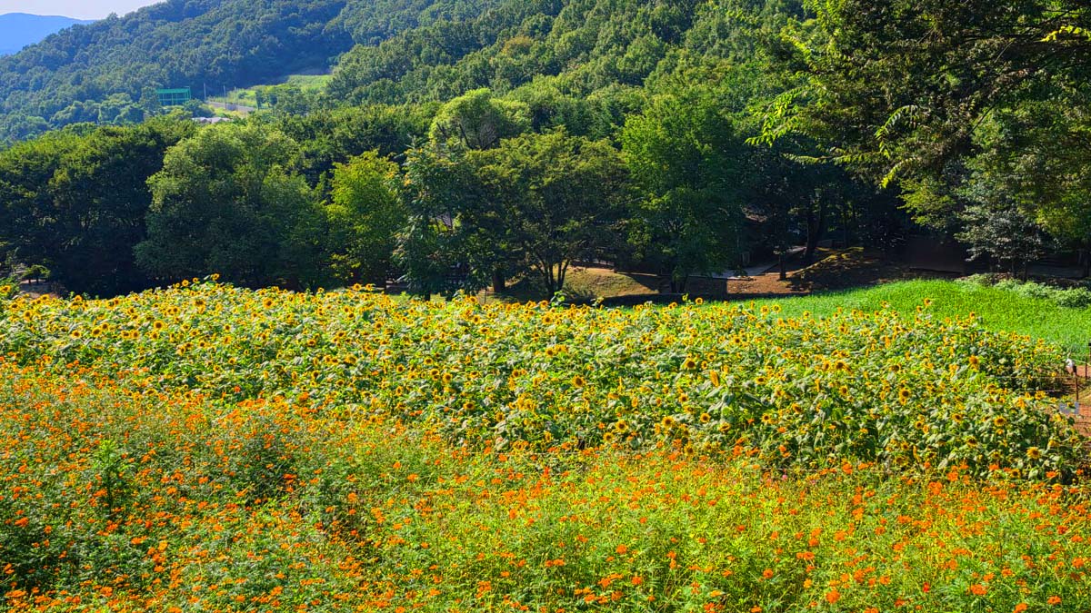 용인자연휴양림 해바라기와 황화코스모스