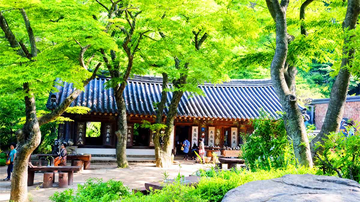 죽림다원 풍경