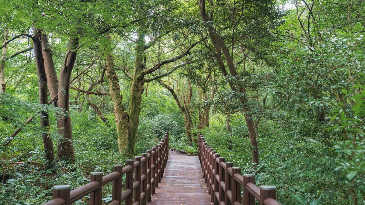 비자림 산책 데크길 / 사잔=한국관광공사 이정수