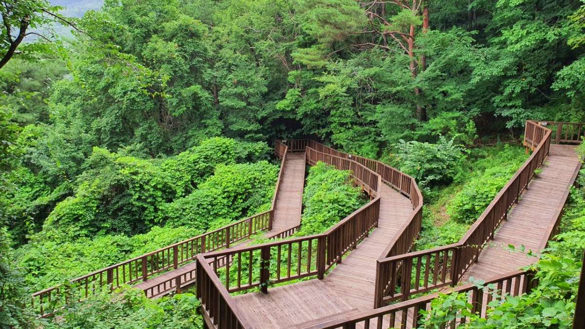 영주국립산림치유원 데크길 / 사진=영주국립산림치유원