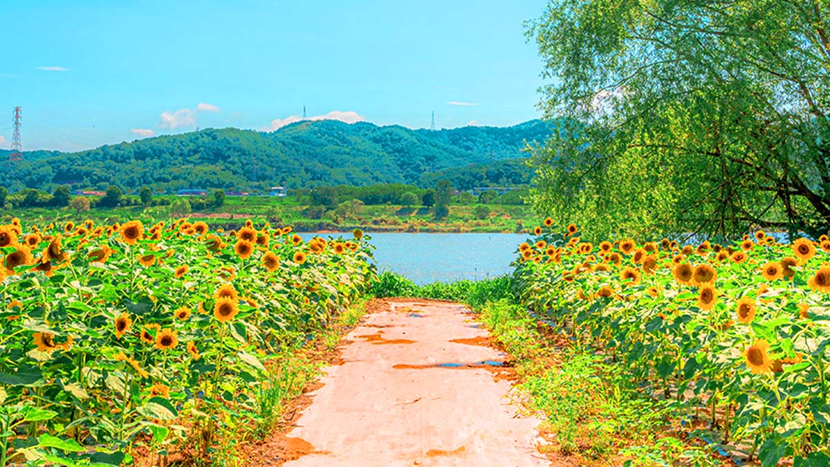 논공꽃단지 해바라기 산책로 / 사진=대구광역시 공식 블로그