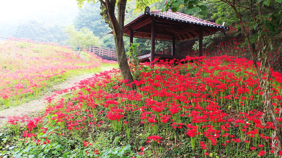 용천사 꽃무릇공원 / 사진=남도여행길잡이