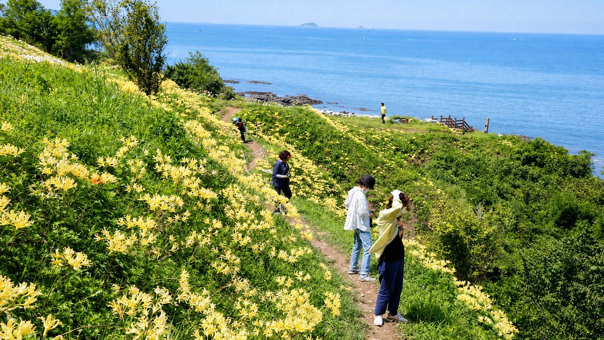 변산마실길2코스 꽃 만개