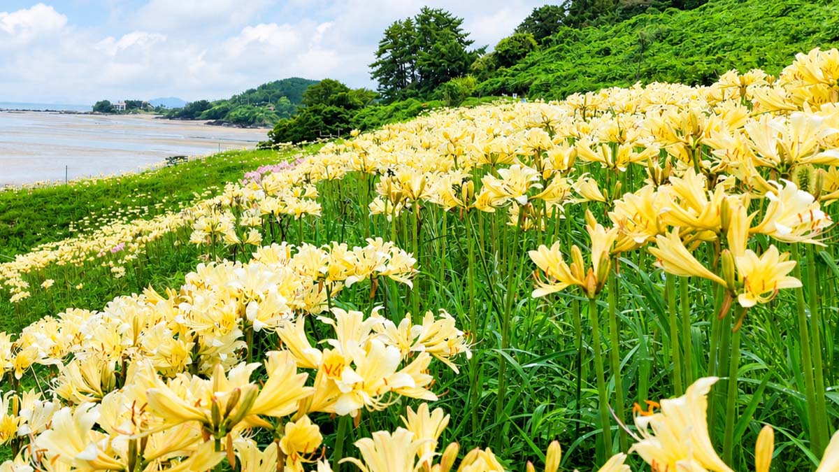 변산마실길2코스 붉노랑상사화