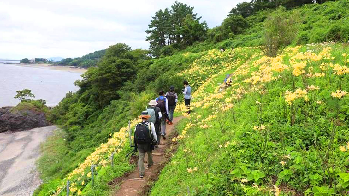 변산마실길2코스 붉노랑상사화 언덕
