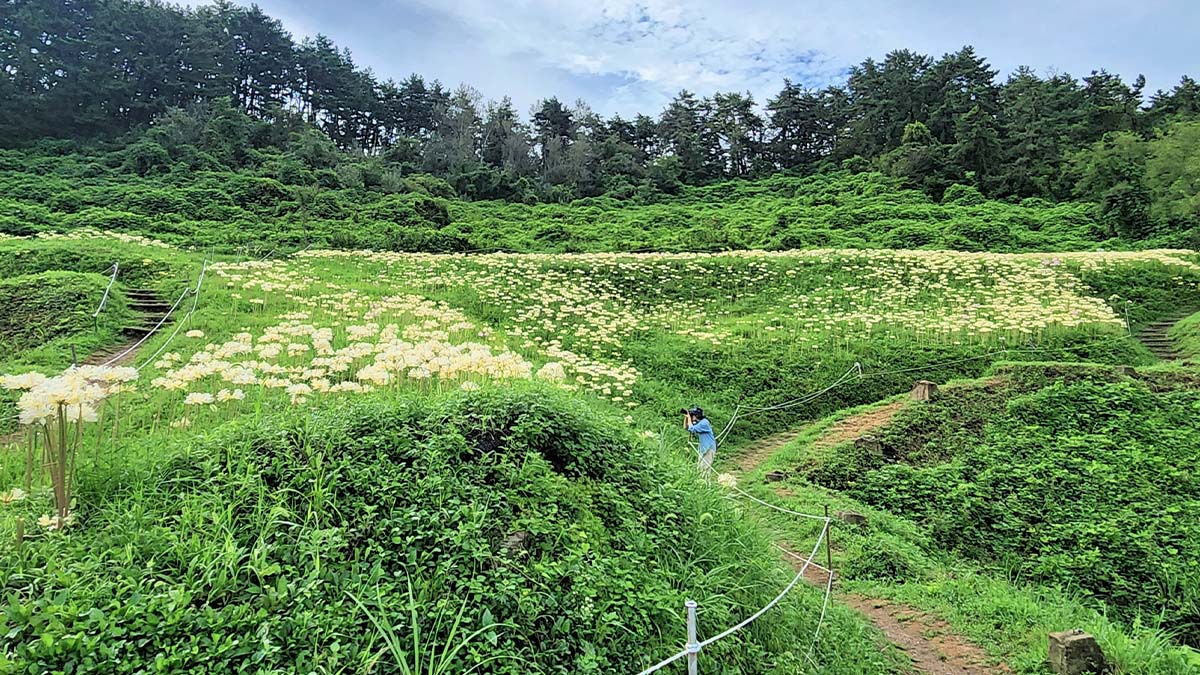 변산마실길2코스 붉노랑상사화 풍경