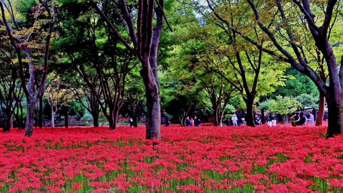 지난 영광 불갑산 상사화축제 모습 / 사진=영광군