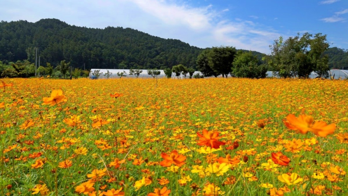 괴산 황화코스모스 꽃밭 / 사진=괴산군