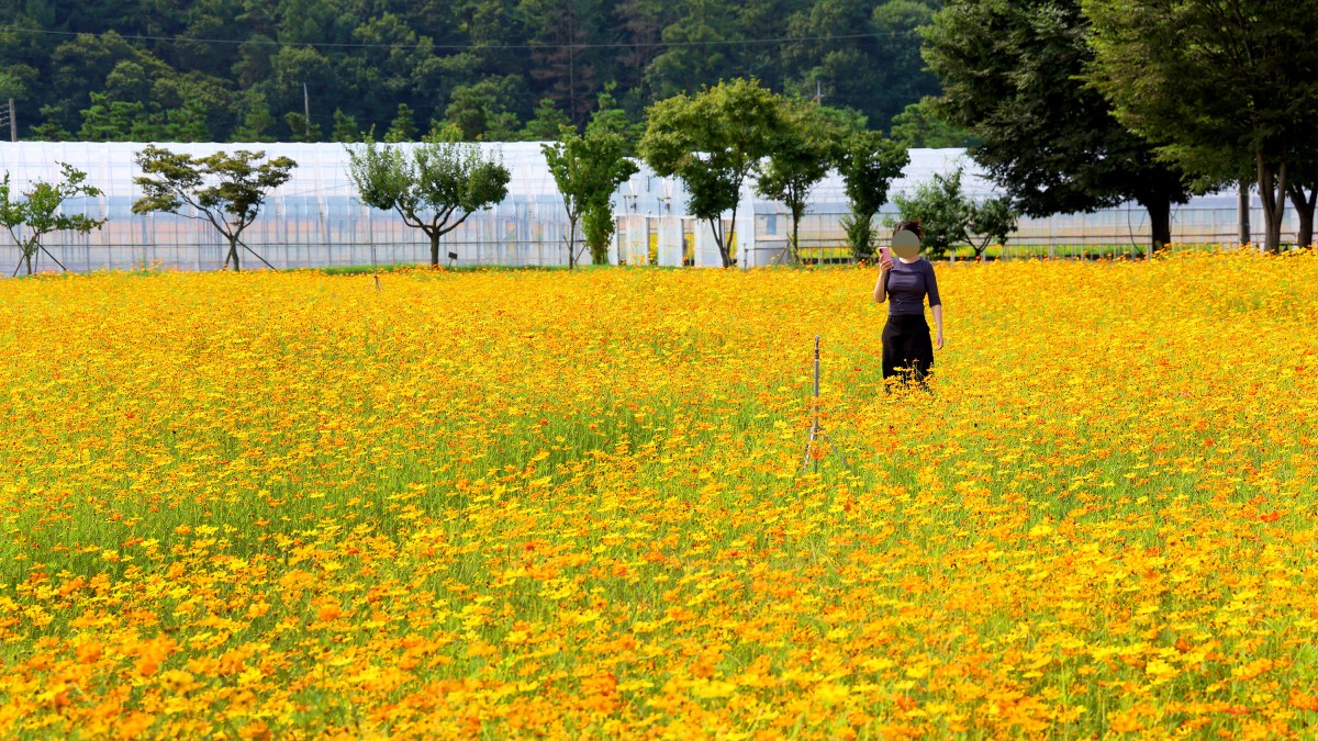 괴산 동진천 황화코스모스 꽃밭 / 사진=괴산군