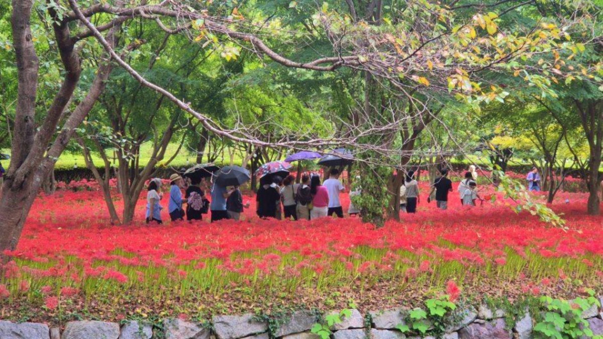 상사화축제 방문객들 / 사진=불갑산상사화축제