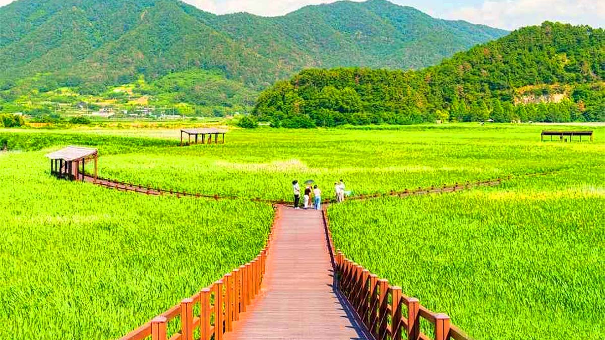 순천만습지 산책로