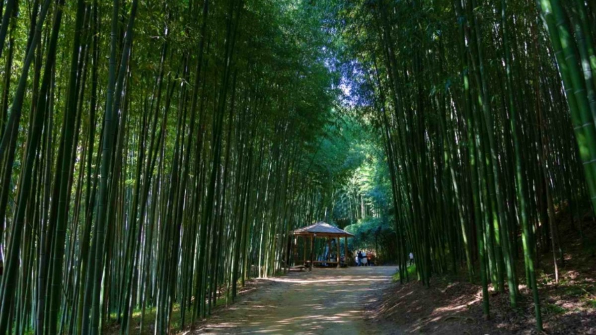 죽녹원 산책로 / 사진=힌국관광콘텐츠랩