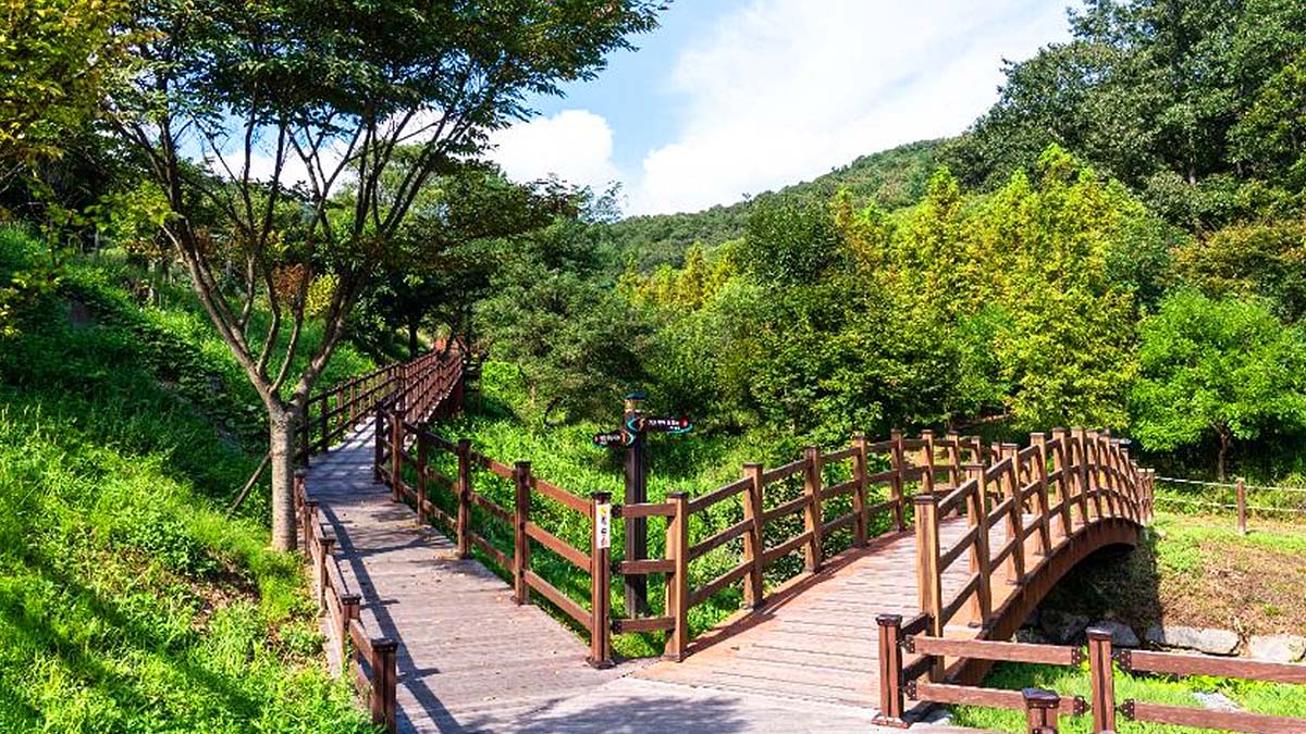 치유의숲 데크