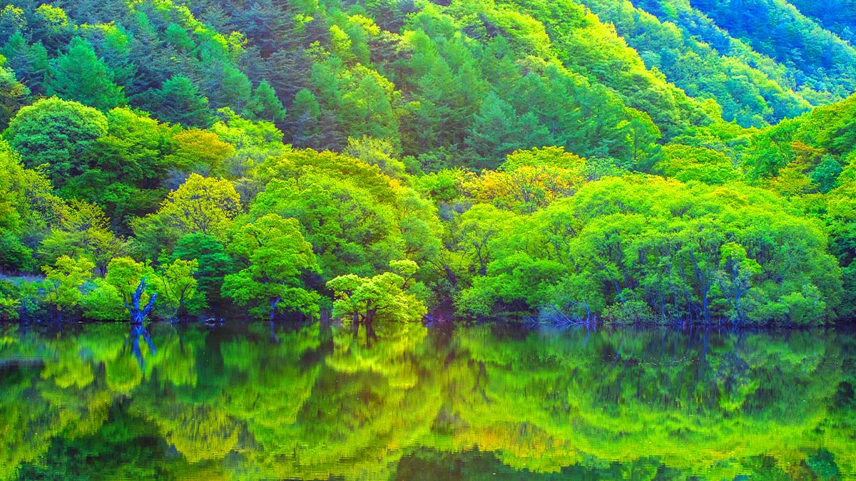 주산지 녹음