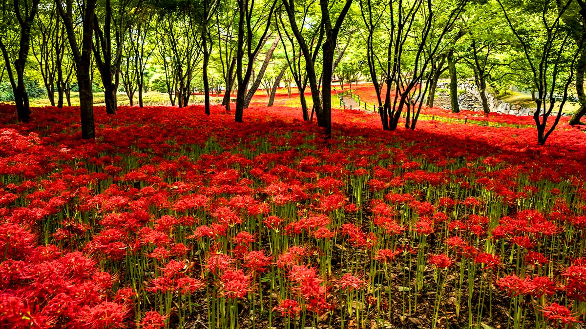 불갑산 상사화 축제