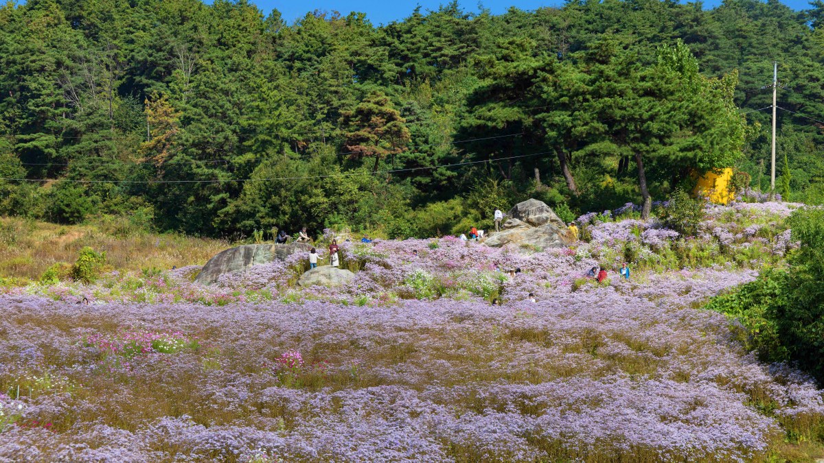 봉천사 개미취 축제 / 사진=한국관광공사 박장용