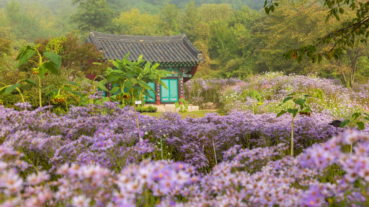 봉천사 개미취 모습 / 사진=한국관광공사 박장용